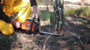 Best Residential Tree Removal  in USA